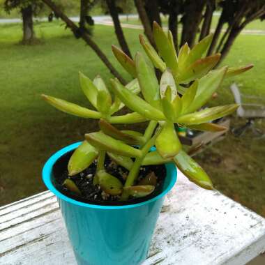 Sedum 'Adolphi'