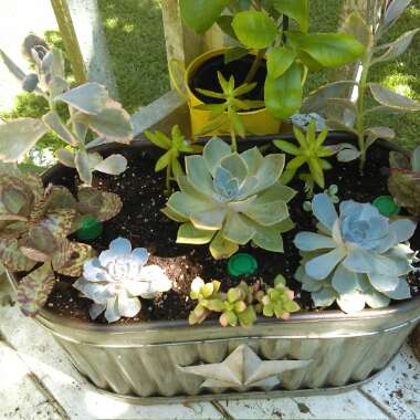 Paige's garden