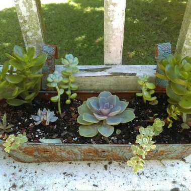 Paige's garden