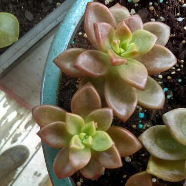 Graptosedum 'Bronze'