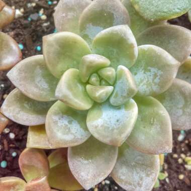 Graptosedum 'Ghosty'