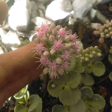 Sedum