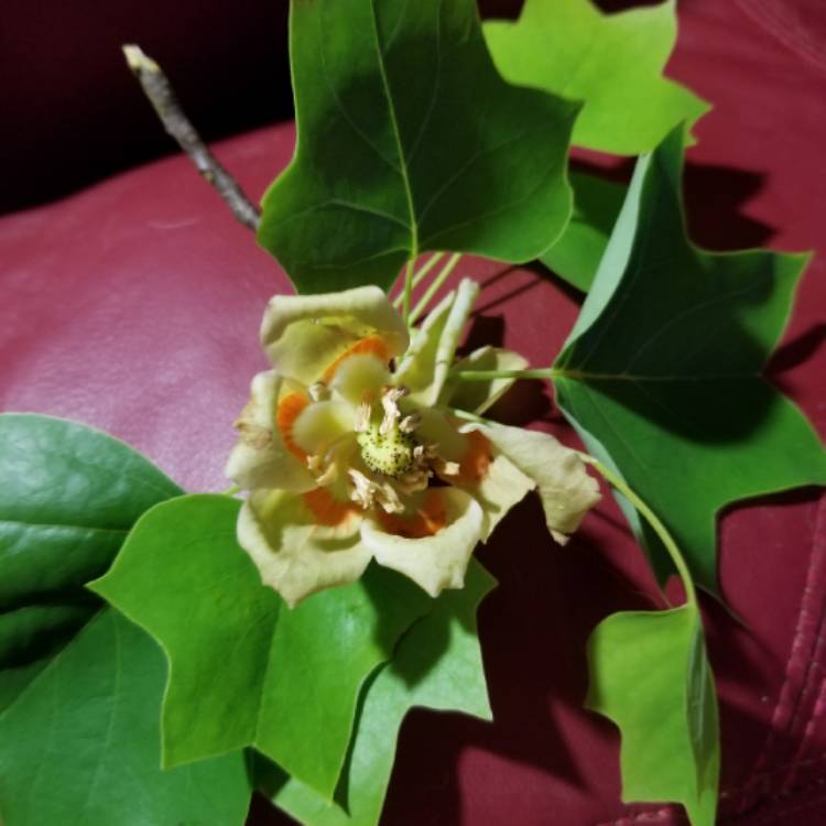 plant image 1008958