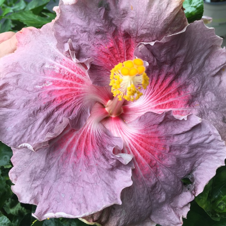 Plant image Hibiscus rosa-sinensis 'Storm Front'