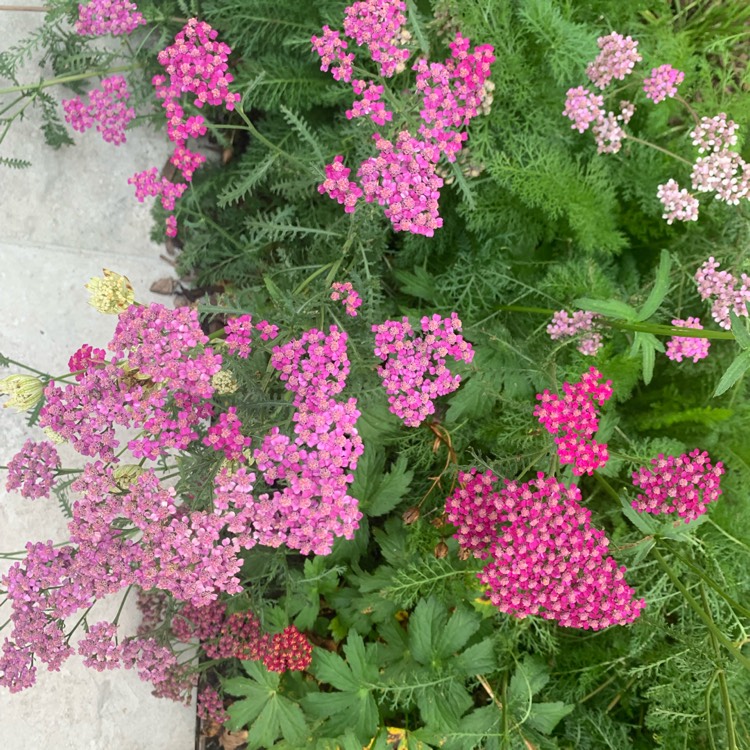 Plant image Achillea Millefolium 'Cerise Queen' syn. Achillea Millefolium 'Cherry Queen'