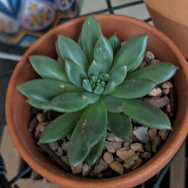 x Pachyveria Jewel Tones