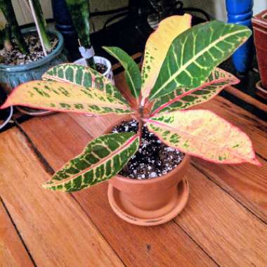 Codiaeum variegatum 'Petra'