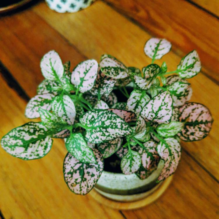 plant image 1013649 plant image 1013649