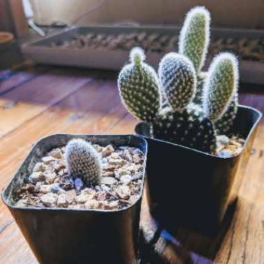 Opuntia microdasys var. albispina
