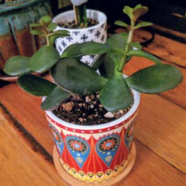 Crassula ovata 'Arborescens'