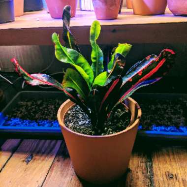 Codiaeum variegatum 'Mamey'
