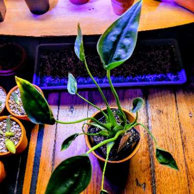 Alocasia 'Tiny Dancers'