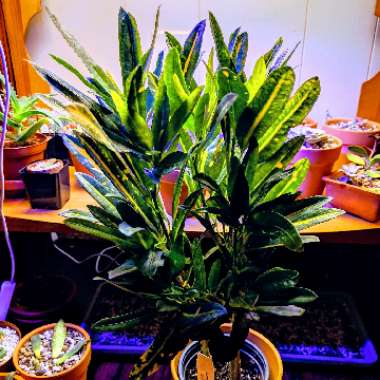 Codiaeum variegatum 'Sunny Star'