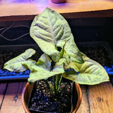 Syngonium podophyllum 'Confetti'