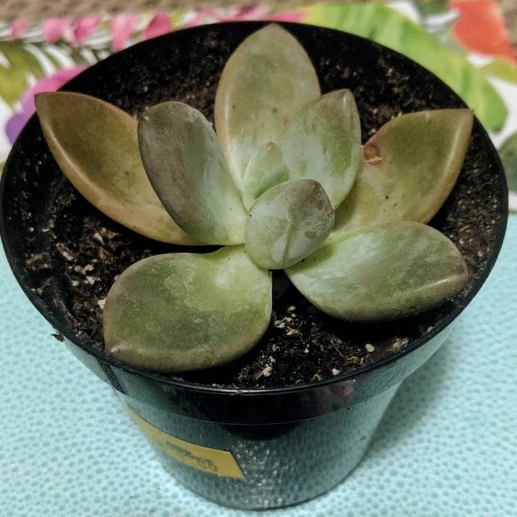 plant image 1013889