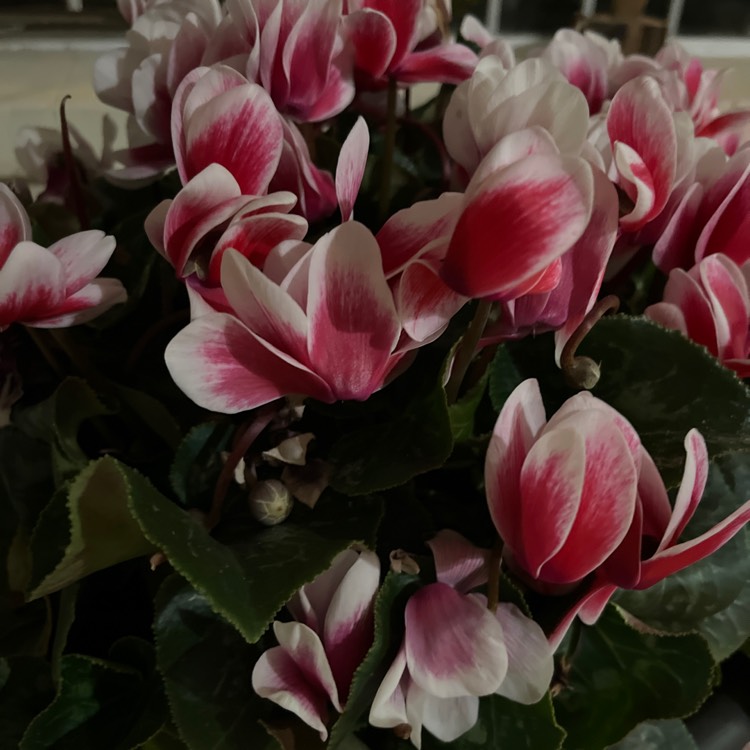 Plant image Cyclamen 'Halios Purple Flame' (Halios Series)
