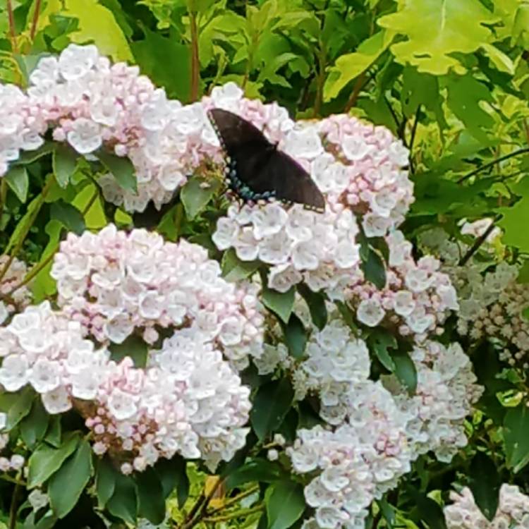 Plant image Kalmia latifolia 'Pinwheel'