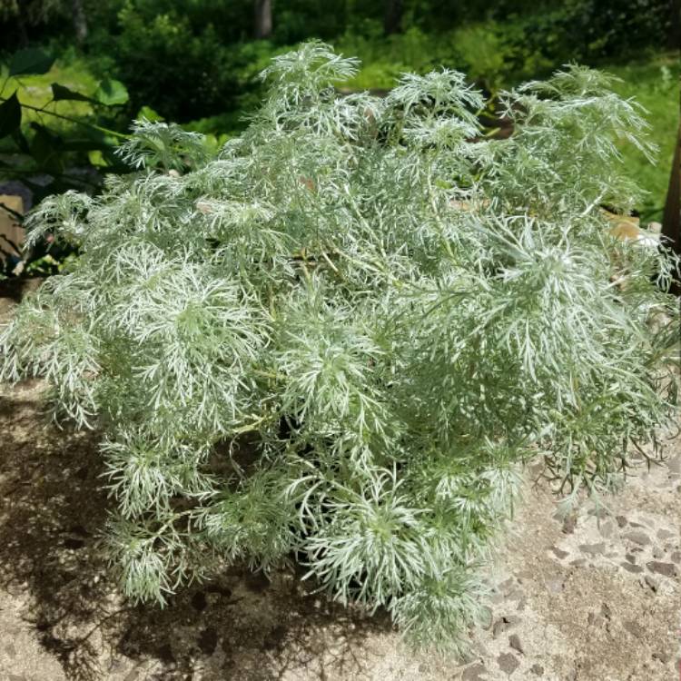 Plant image Artemisia schmidtiana 'Nana'