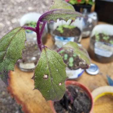 Gynura Aurantiaca 'Purple Passion'