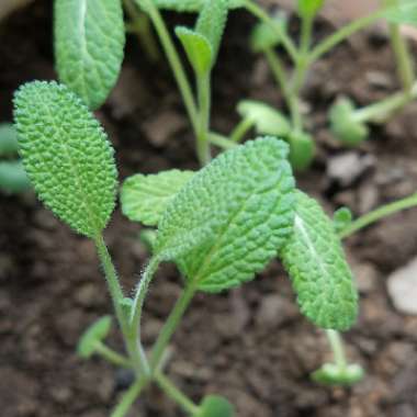 Sage