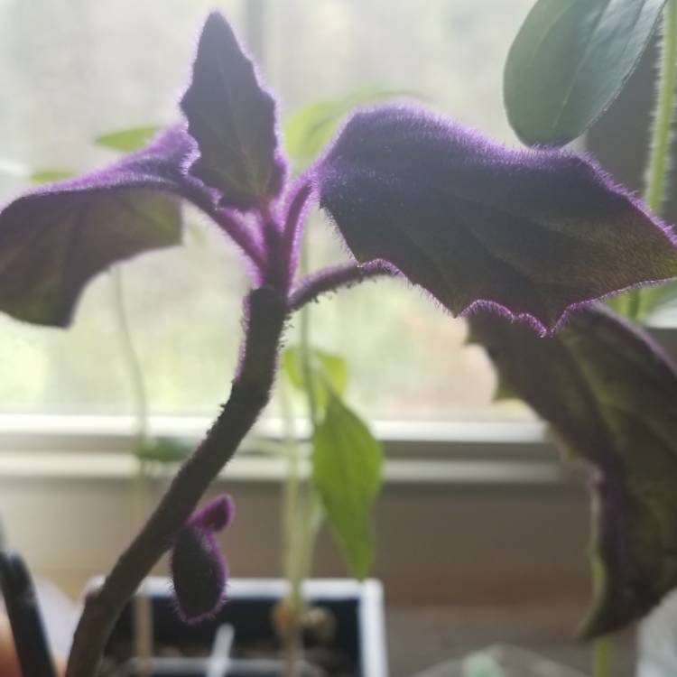 Plant image Gynura Aurantiaca 'Purple Passion'