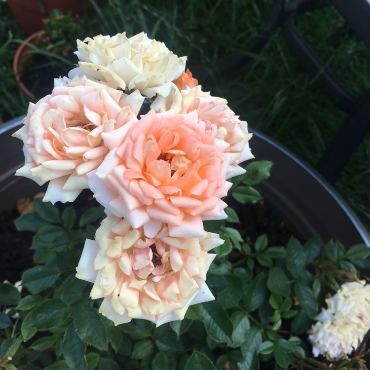 Plant image Rosa 'Special Wishes'
