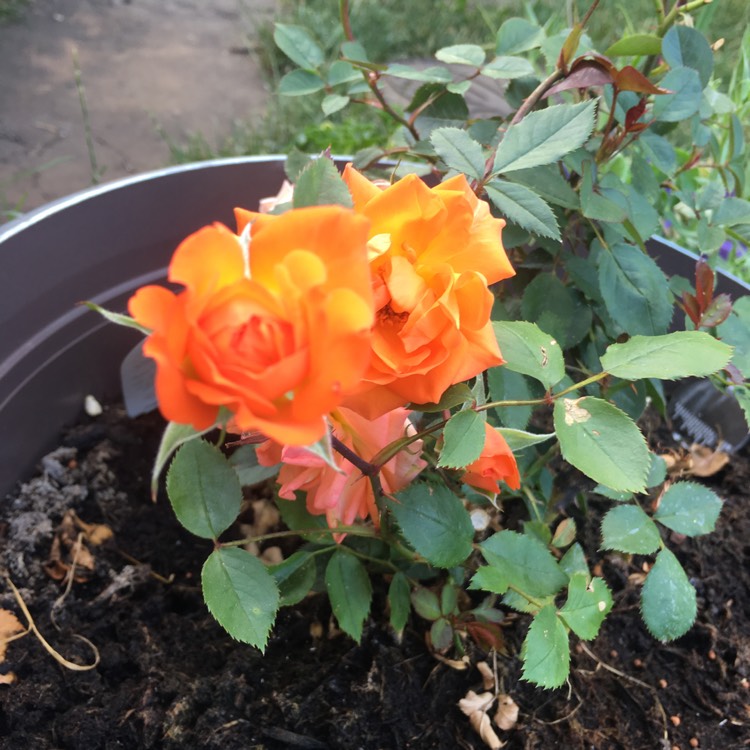 Plant image Rosa 'Special Wishes'