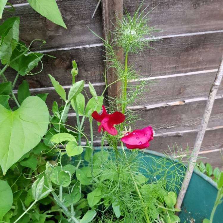 plant image 483185