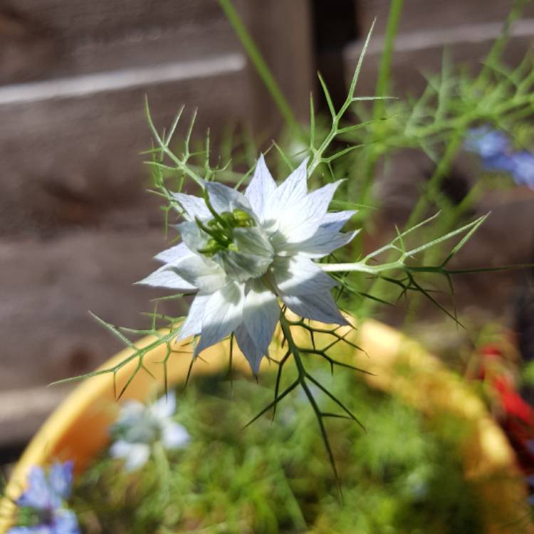 Plant image Nigella damascena 'Persian Jewels'