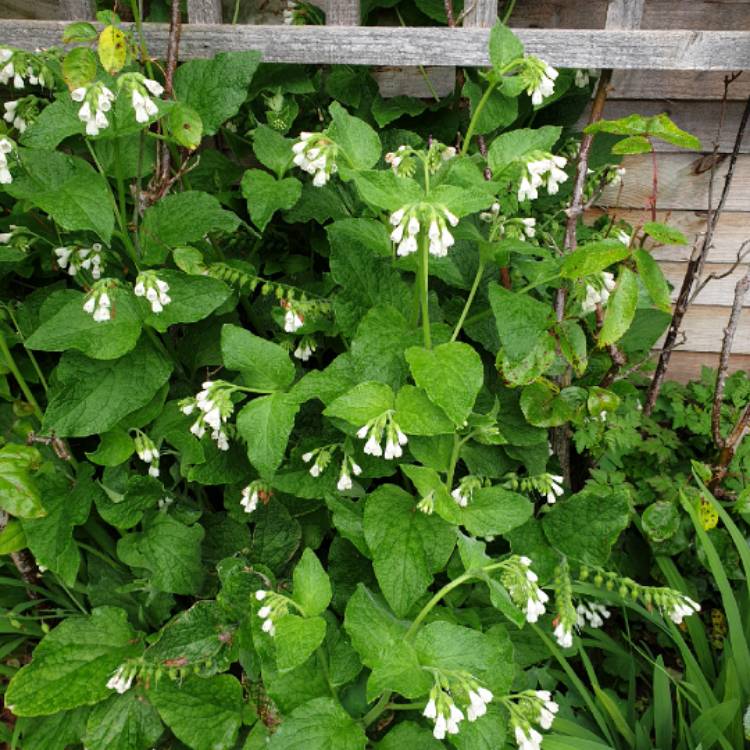 plant image 1010851