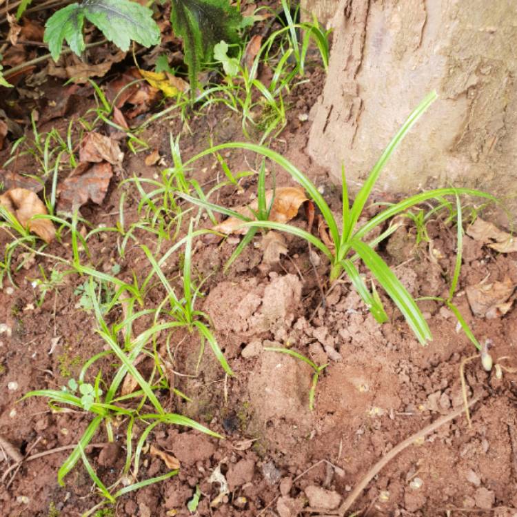 plant image 788049