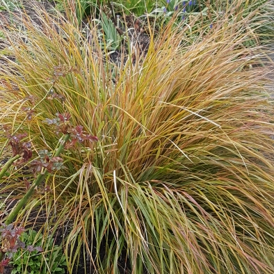 plant image 643260