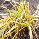 plant image 643304