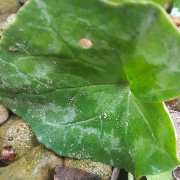 plant image 712542