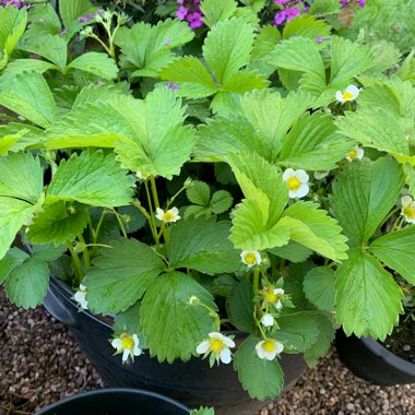 Strawberry 'Elsanta'