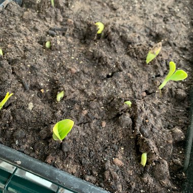 Courgette