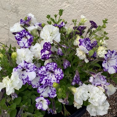 Petunia 'Night Sky'