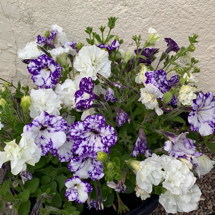 plant image 1094608 plant image 1094608