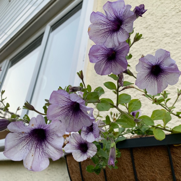 Plant image Petunia Surfinia 'Blue Vein'
