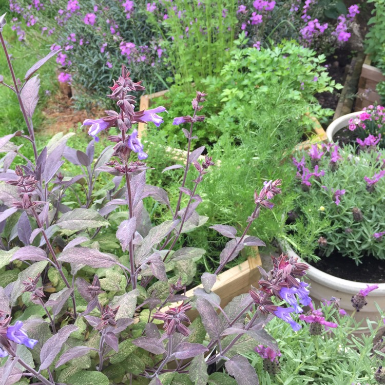Plant image Salvia officinalis 'Purpurascens'