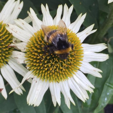 Coneflower 'White Swan'