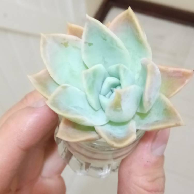 Plant image xSedeveria Blue Lotus
