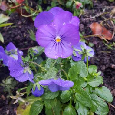 Viola x wittrockiana