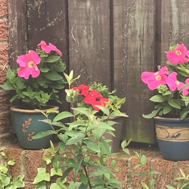 Kath's garden