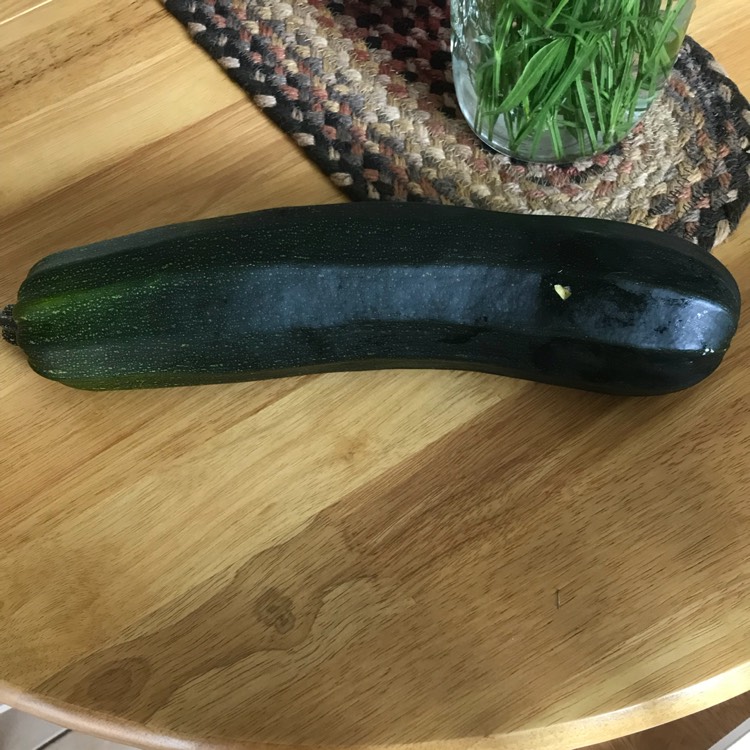 Plant image Cucurbita Pepo var. Cylindrica 'Black Beauty'