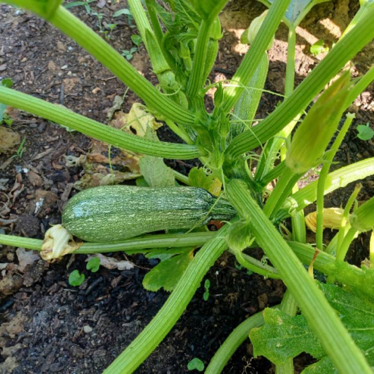 plant image 1562617