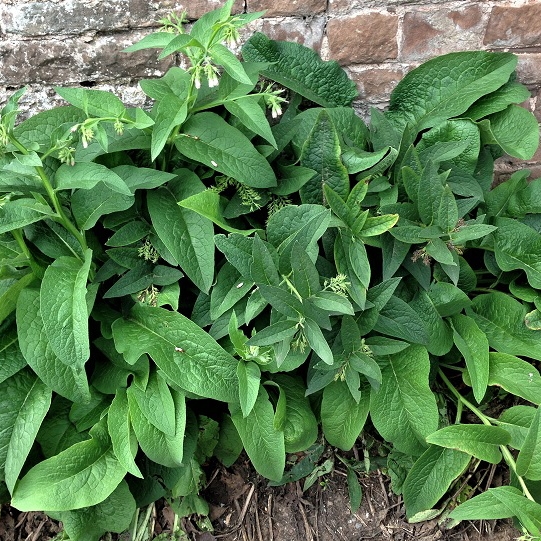 plant image 1565858
