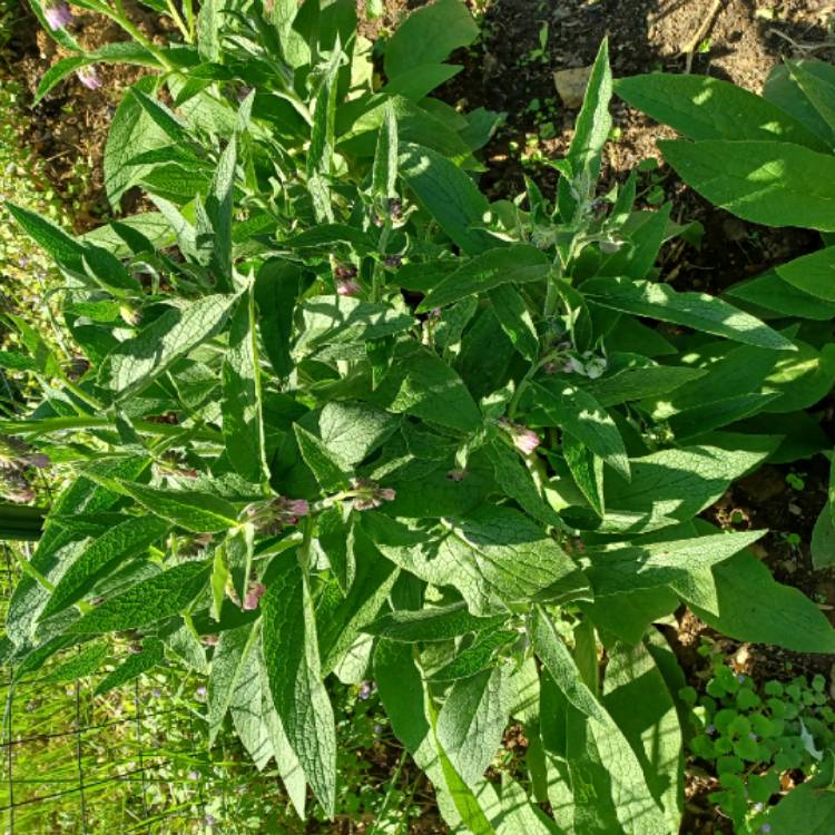 plant image 1589853