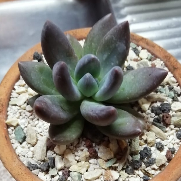 Plant image xSedeveria Blue Mist