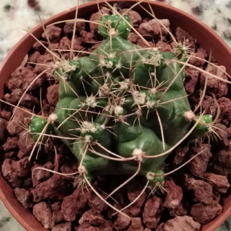 plant image 1080166